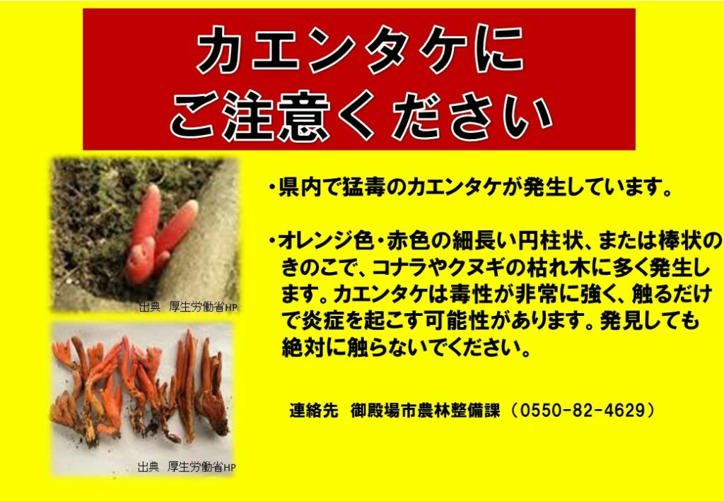 カエンタケにご注意 カエンタケにご注意