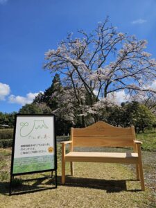 新しい仲間が初登場!可愛いサイズの「ごてんばっ木(こ)」の富士山ベンチが「御殿場桜まつり」にお出掛けします